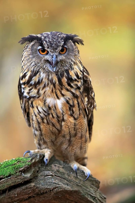 Eurasian eagle-owl (Bubo bubo)