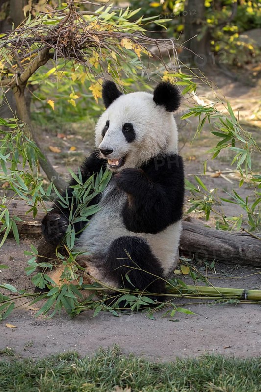 Giant panda (Ailuropoda melanoleuca)