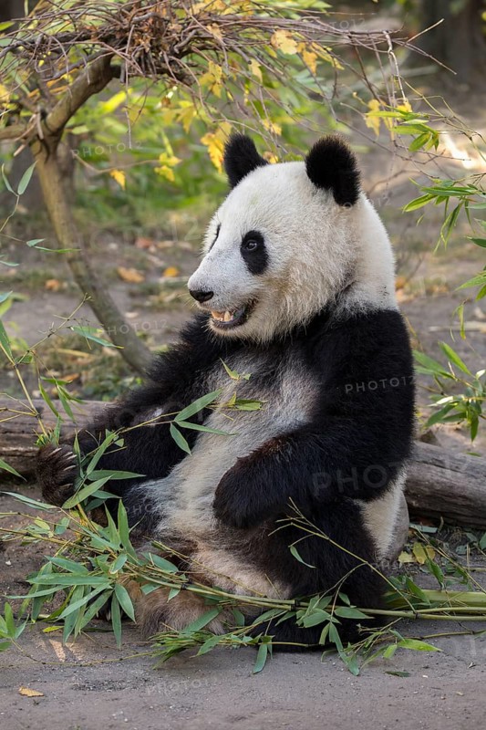 Giant panda (Ailuropoda melanoleuca)