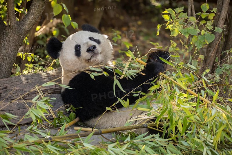 Giant panda (Ailuropoda melanoleuca)