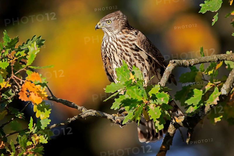 Steppe buzzard (Buteo buteo)