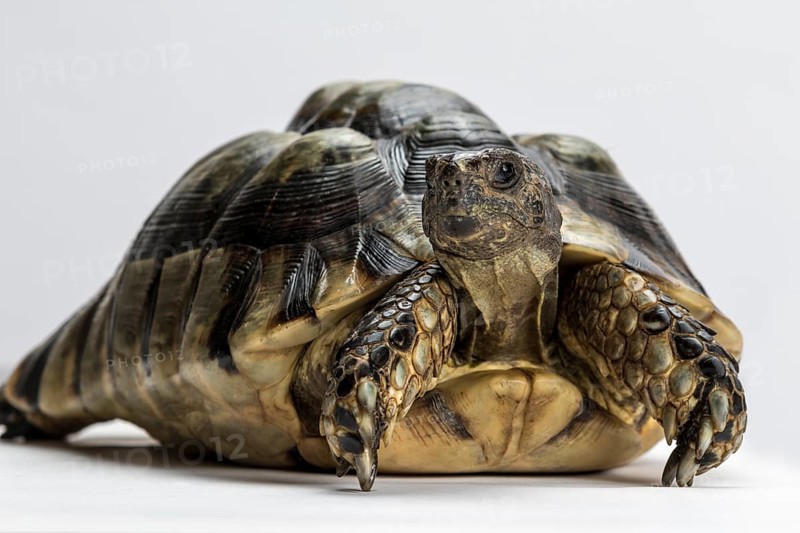 Marginated tortoise (Testudo marginata)
