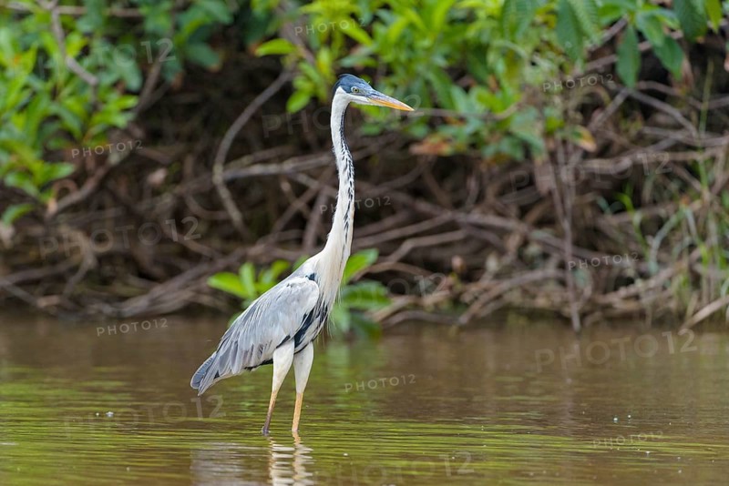 Cocoi heron (Ardea cocoi) in water