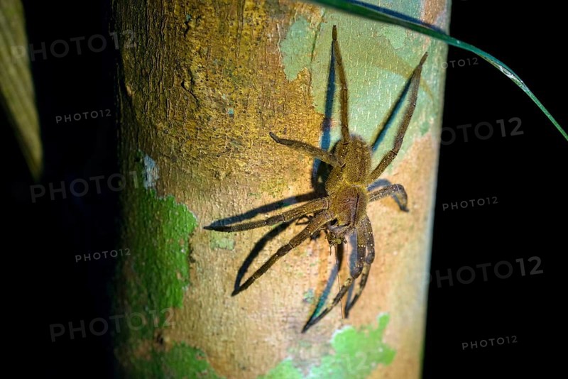 Brazilian wandering spider (Phoneutria spp.)