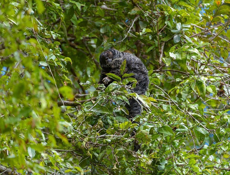 Monchsaffe (Pithecia monachus) in dense rainforest vegetation