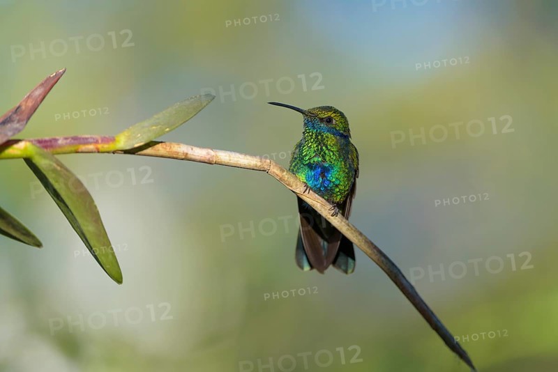 Sparkling violetear (Colibri coruscans)