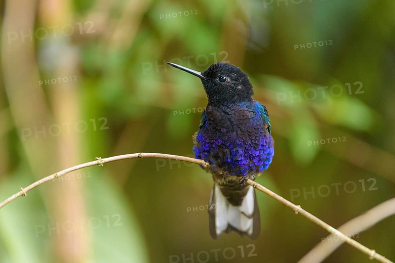 Velvet-purple coronet (Boissonneaua Jardini) sitting on branch