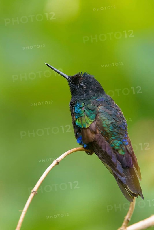 Velvet-purple coronet (Boissonneaua Jardini) sitting on branch