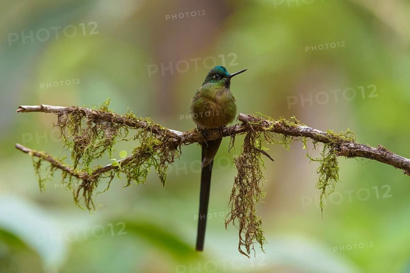 Violet-tailed sylph (Aglaiocercus coelestis)