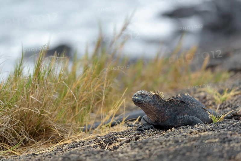 Galapagos marine iguana (Amblyrhynchus cristatus) on beach