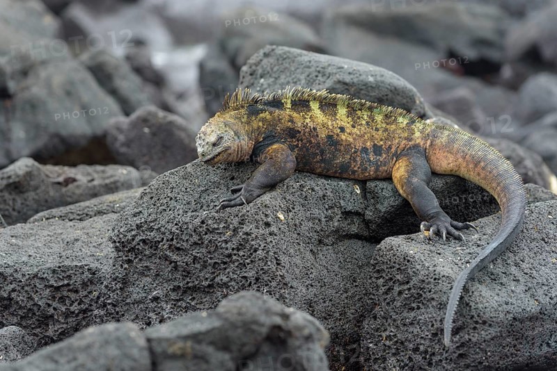 Galapagos marine iguana (Amblyrhynchus cristatus) lying on lava rock