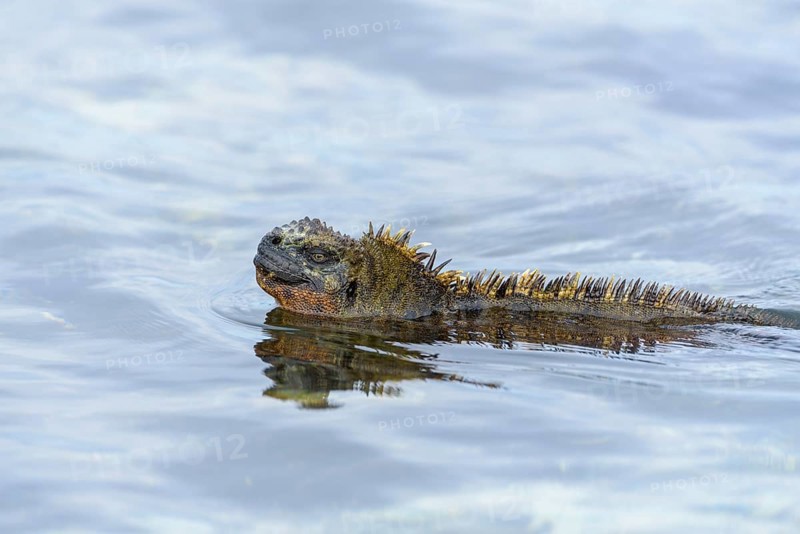 Galapagos marine iguana (Amblyrhynchus cristatus) swimming
