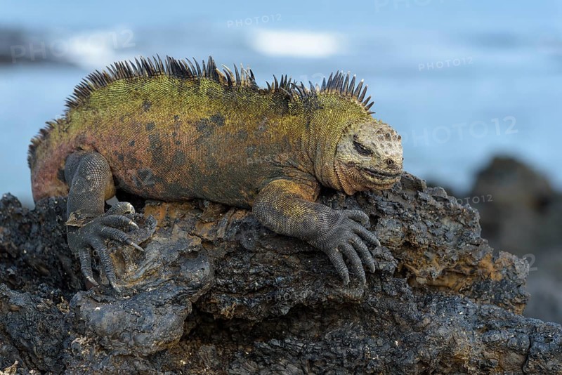 Galapagos marine iguana (Amblyrhynchus cristatus) lying on lava rock