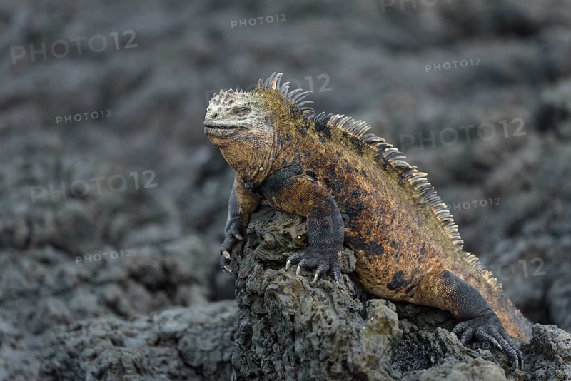 Galapagos marine iguana (Amblyrhynchus cristatus) on lava rock