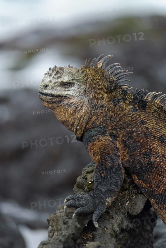 Galapagos marine iguana (Amblyrhynchus cristatus) on lava rock