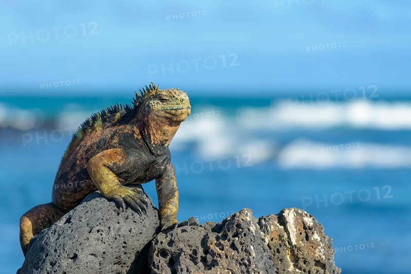 Galapagos marine iguana (Amblyrhynchus cristatus) sunbathing on rock