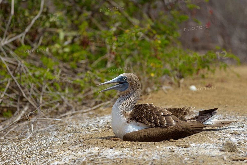 Blue-footed booby (Sula nebouxii) sitting in nest