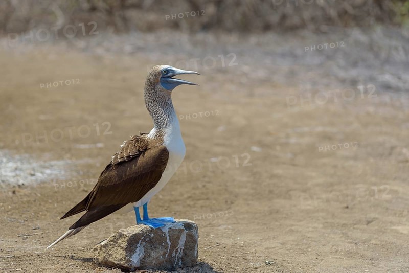 Blue-footed booby (Sula nebouxii) standing on stone
