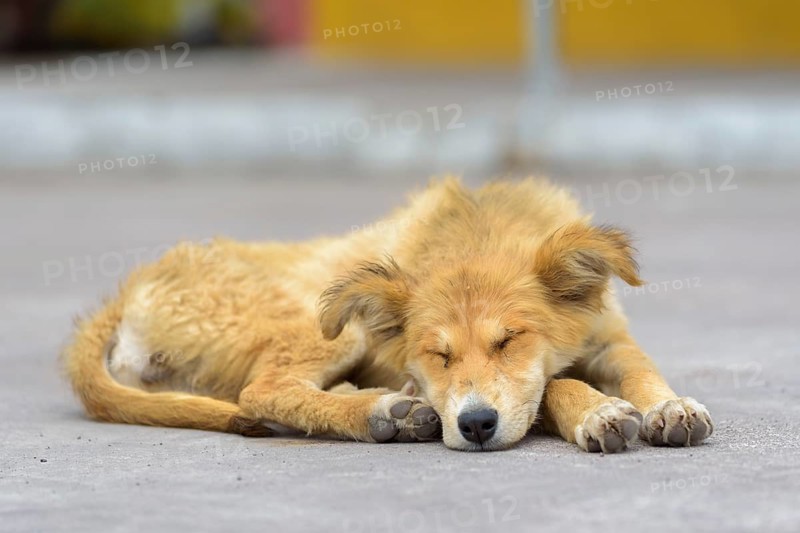Dog lying on street