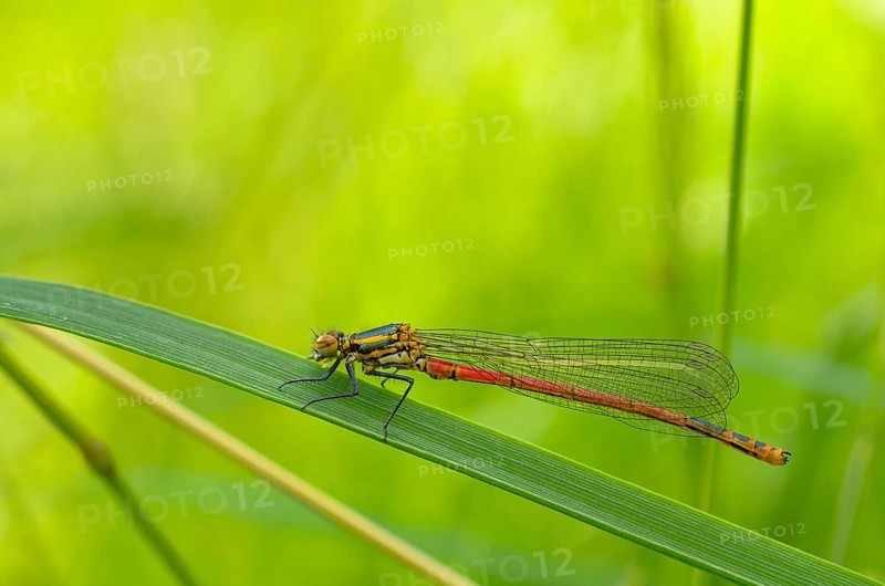 Female Red Damselfly (Pyrrhosoma nymphula) sitting on blade of grass
