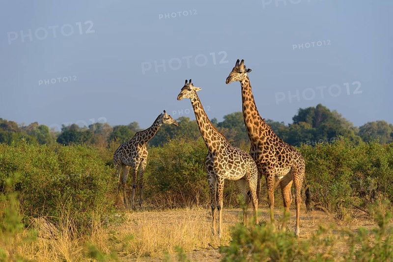 Rhodesian giraffes (Giraffa camelopardalis thornicrofti) in bush land