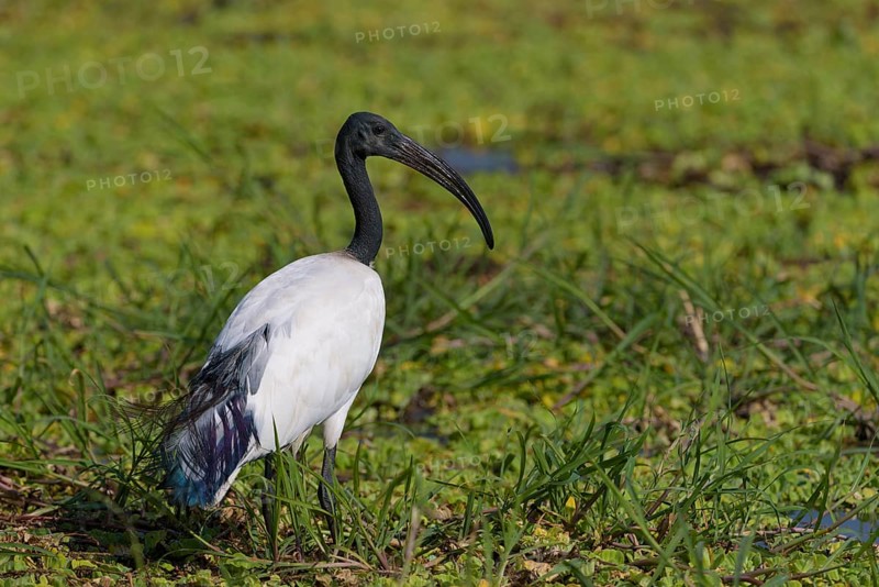 African sacred ibis (Threskiornis aethiopicus) in the swamp