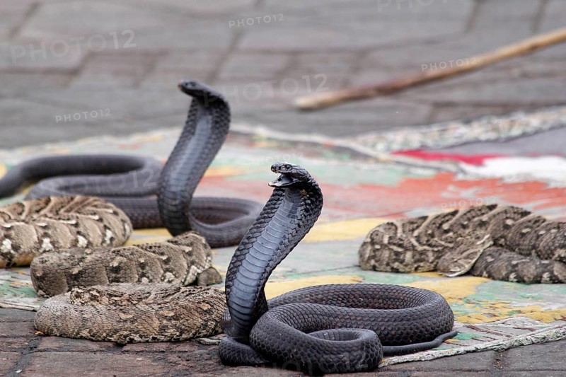 Egyptian cobras (Naja haje) belonging to snake charmer