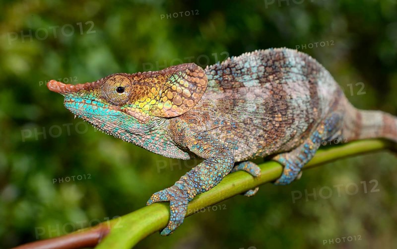 Male cryptic chameleon (Calumma crypticum) in rainforest
