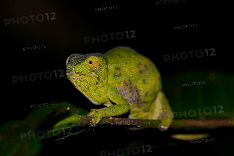 Female Canopy chameleon (Furcifer wilsii) in rainforest
