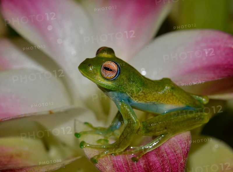 Boophis elenae (Boophis elenae) in rainforest