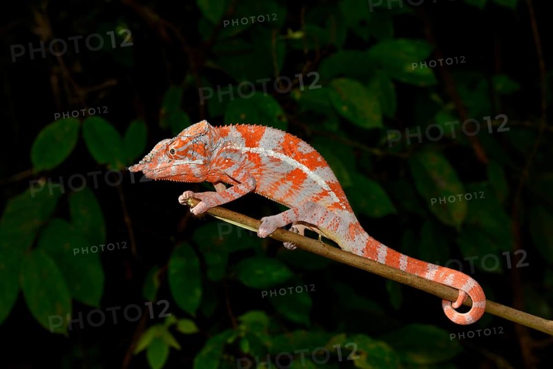 Angel's chameleon (Furcifer angeli)