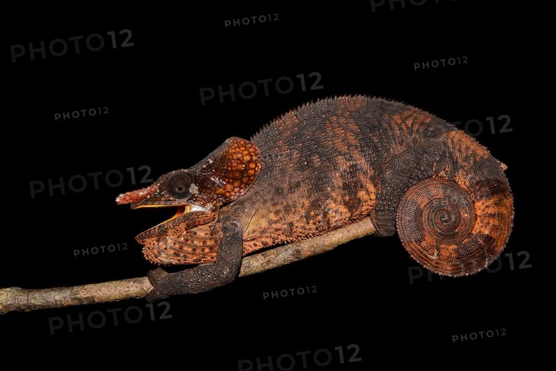 Male shorthorned-chameleon (Calumma brevicorne)