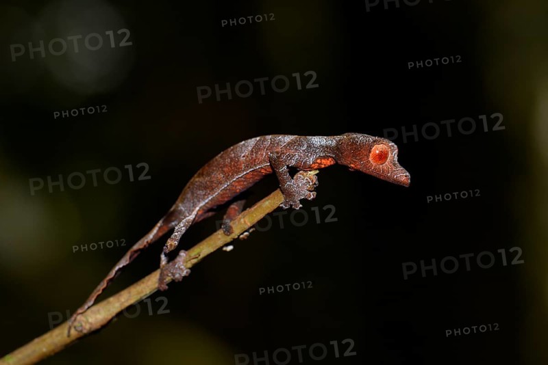 Baweng satanic leaf gecko (uroplatus phantasticus)