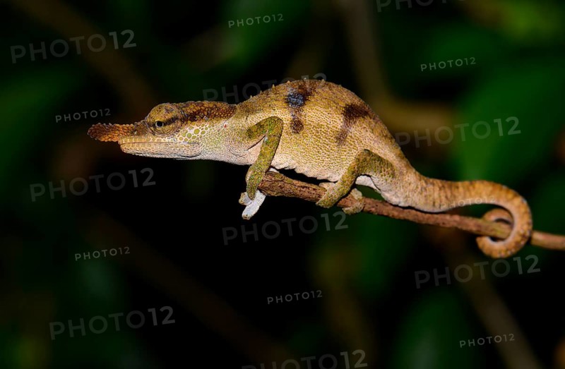Chameleon (Calumma linotum)