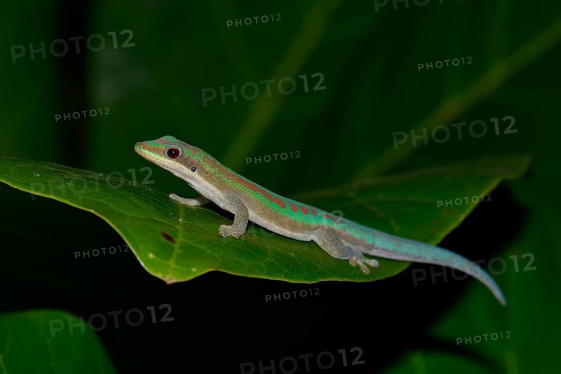 Day gecko (Phelsuma ssp.) in dry forest