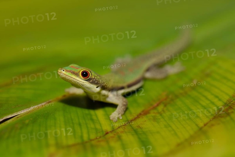 lined day gecko (Phelsuma lineata) on leaf