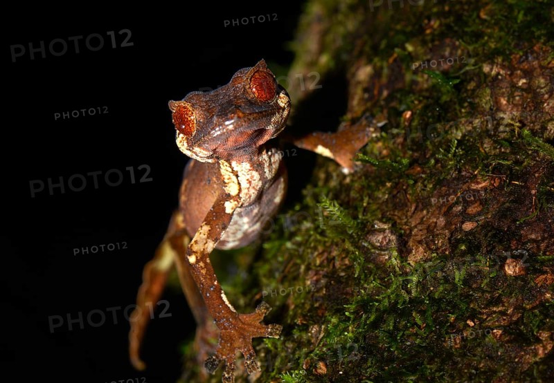 Flat-tailed gecko (Uroplatus finiavana)
