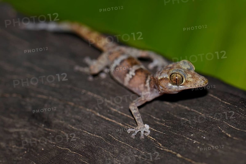Juvenile banded gecko (Pareodura ssp.)