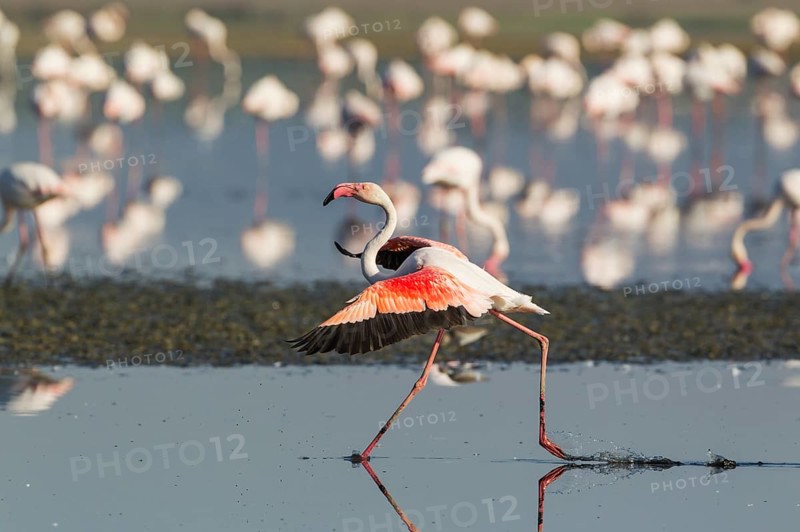 Greater Flamingo (Phoenicopterus roseus)