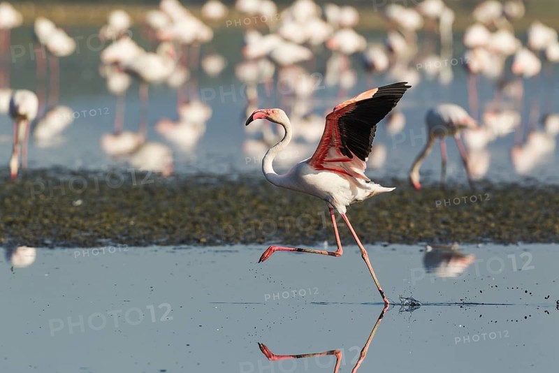 Greater Flamingo (Phoenicopterus roseus)