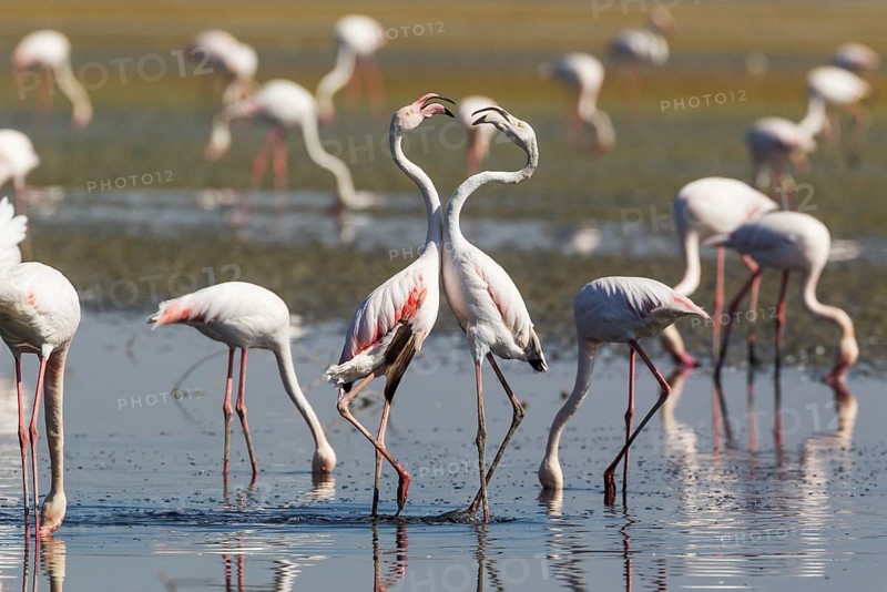 Greater Flamingo (Phoenicopterus roseus)