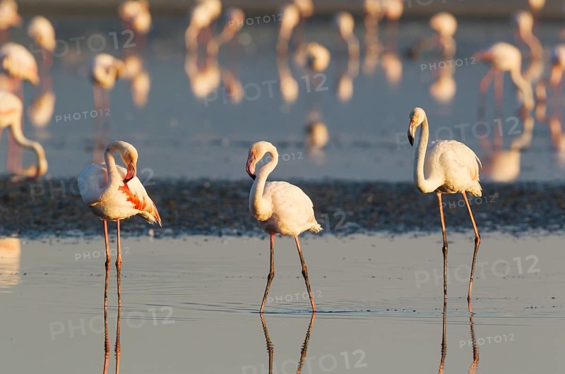 Greater Flamingos (Phoenicopterus roseus)