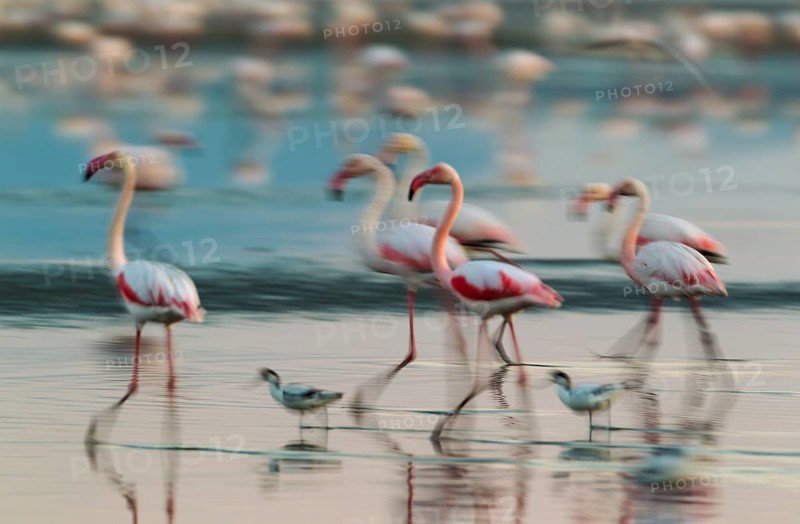 Greater Flamingo (Phoenicopterus roseus)