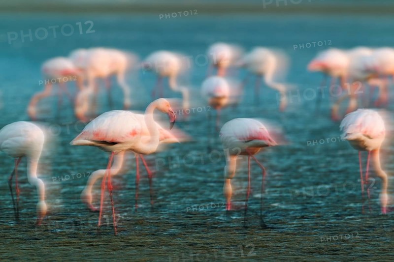 Greater Flamingo (Phoenicopterus roseus)