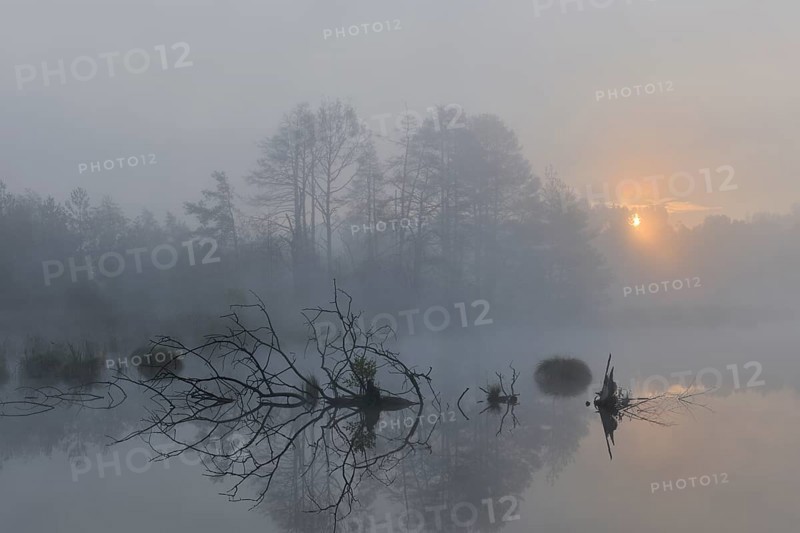 Schwenninger Moos nature reserve with early fog at sunrise