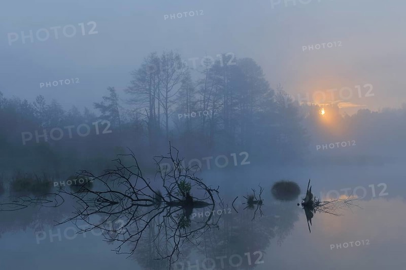 Schwenninger Moos nature reserve with early fog at sunrise