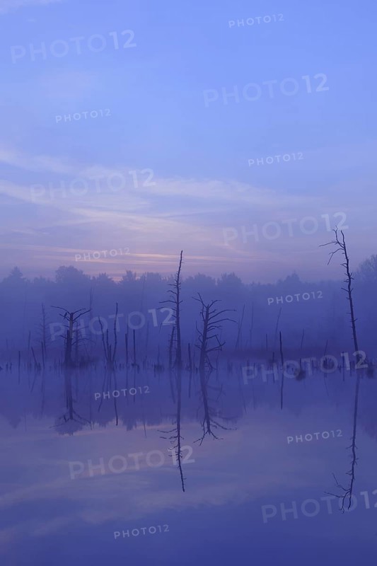 Schwenninger moss Nature Reserve