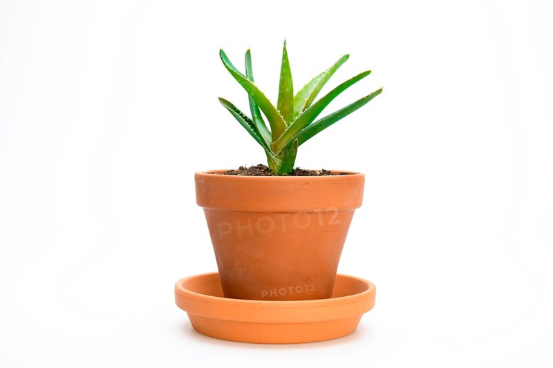 Aloe vera (Aloe vera)