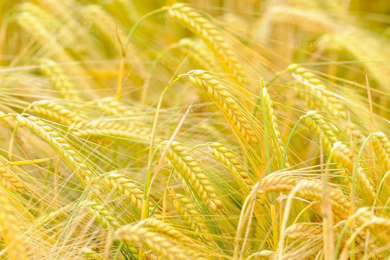 Ripe Barley (Hordeum vulgare)