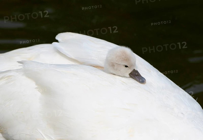 Mute swan (Cygnus olor)